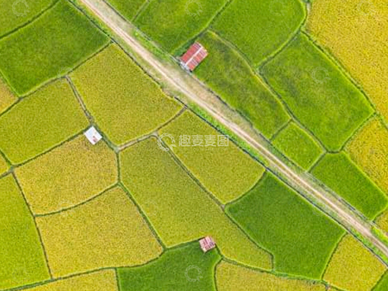 高清大图下载【趣麦麦图】秋收稻田与田园风光