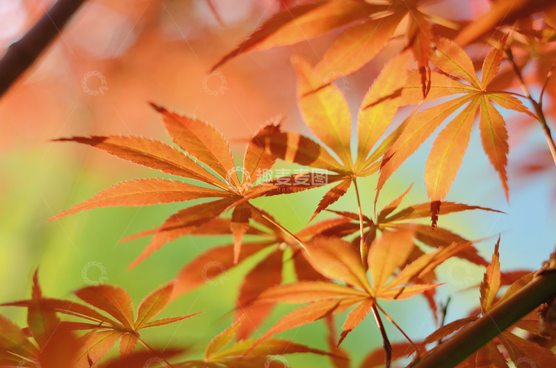 高清大图下载【趣麦麦图】秋天的枫叶特写