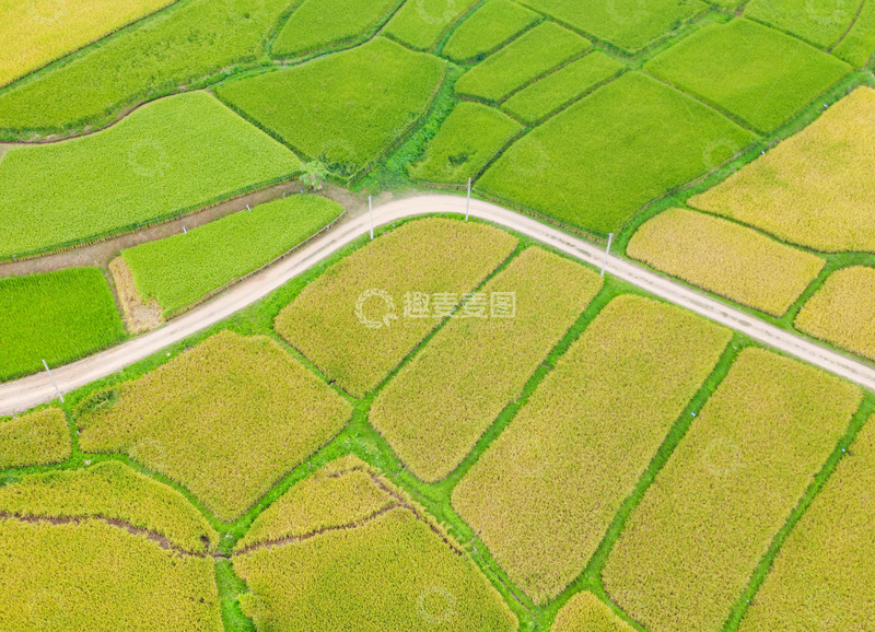 高清大图下载【趣麦麦图】《金秋稻田的宁静画卷