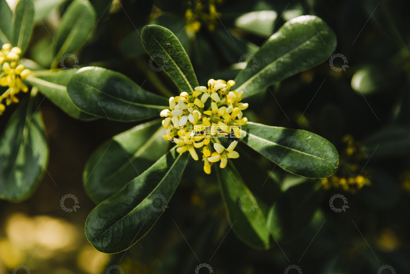 高清大图下载【趣麦麦图】淡黄小花与深绿叶