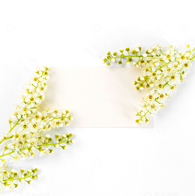 高清大图下载【趣麦麦图】清新空白卡与细长白花装饰