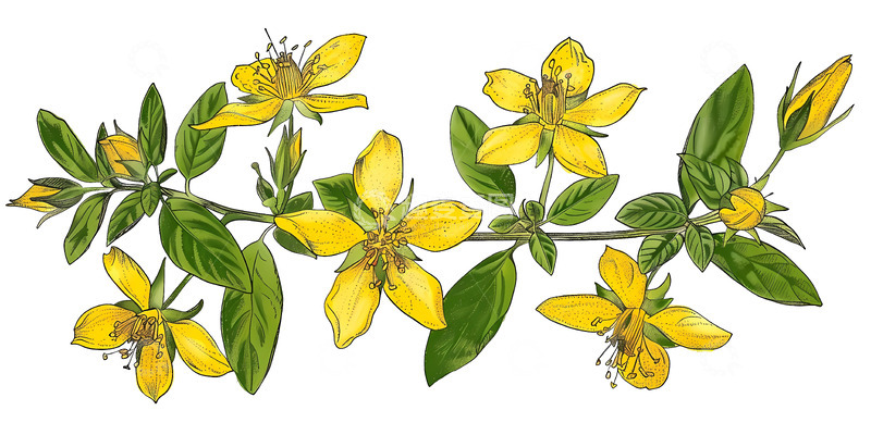 高清大图下载【趣麦麦图】金色五瓣草花绽放图