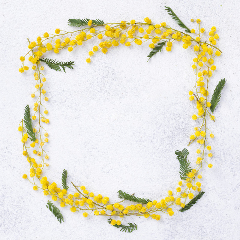 高清大图下载【趣麦麦图】金合欢之环的圆形诗篇