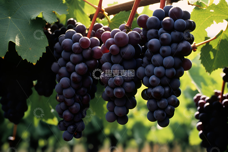 高清大图下载【趣麦麦图】三串紫色的葡萄
