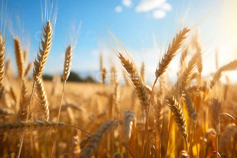 高清大图下载【趣麦麦图】秋季丰收的麦田