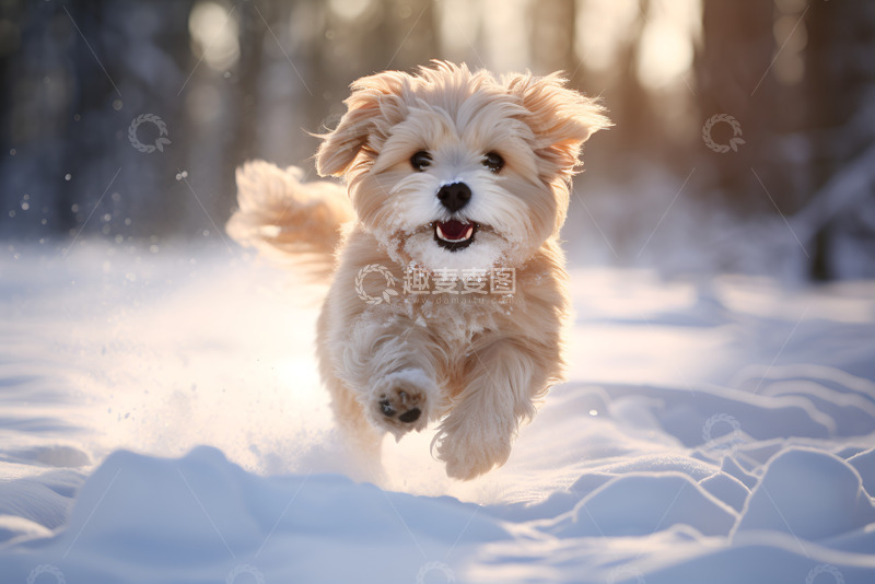 高清大图下载【趣麦麦图】雪地里奔跑的小狗