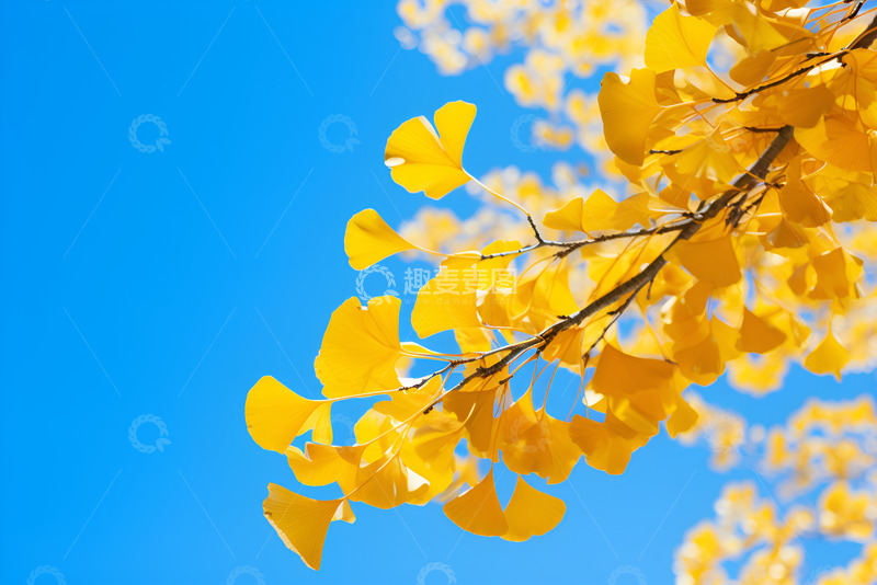 高清大图下载【趣麦麦图】天空中的银杏树枝
