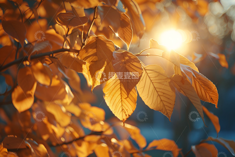 高清大图下载【趣麦麦图】阳光透过树叶