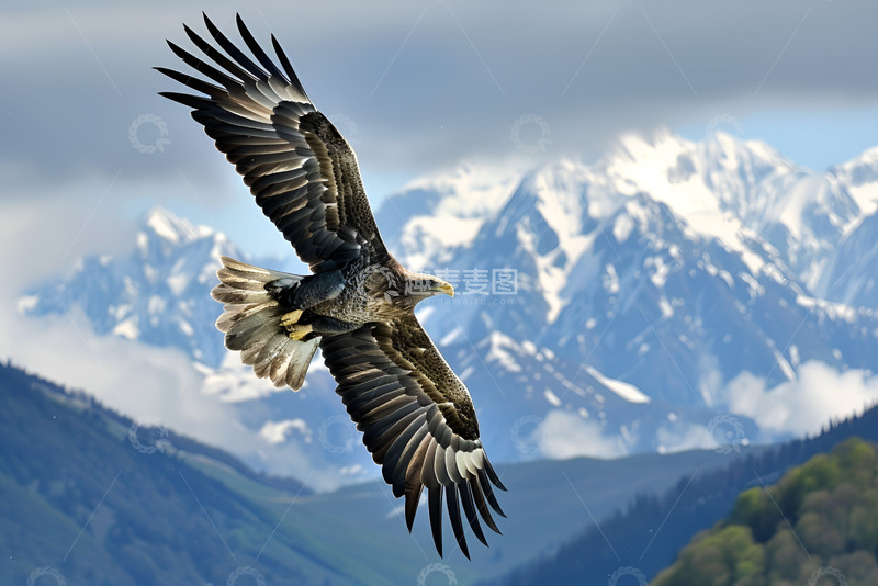 高清大图下载【趣麦麦图】雪山上飞翔的雄鹰