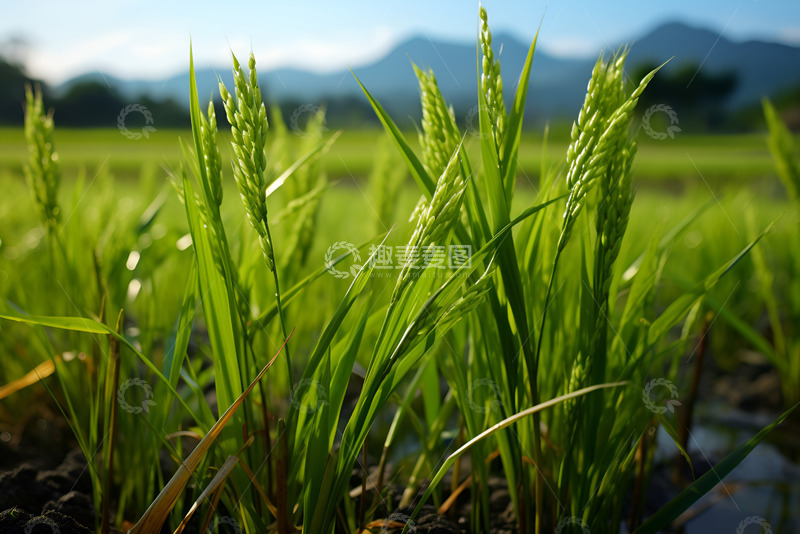 高清大图下载【趣麦麦图】充满生机的绿色稻田