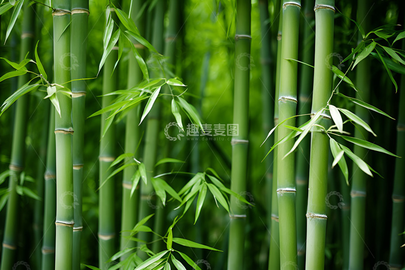 高清大图下载【趣麦麦图】绿色的翠竹林