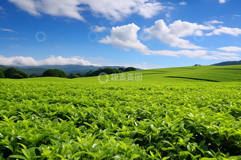 高清大图下载【趣麦麦图】早春茶园近景特写