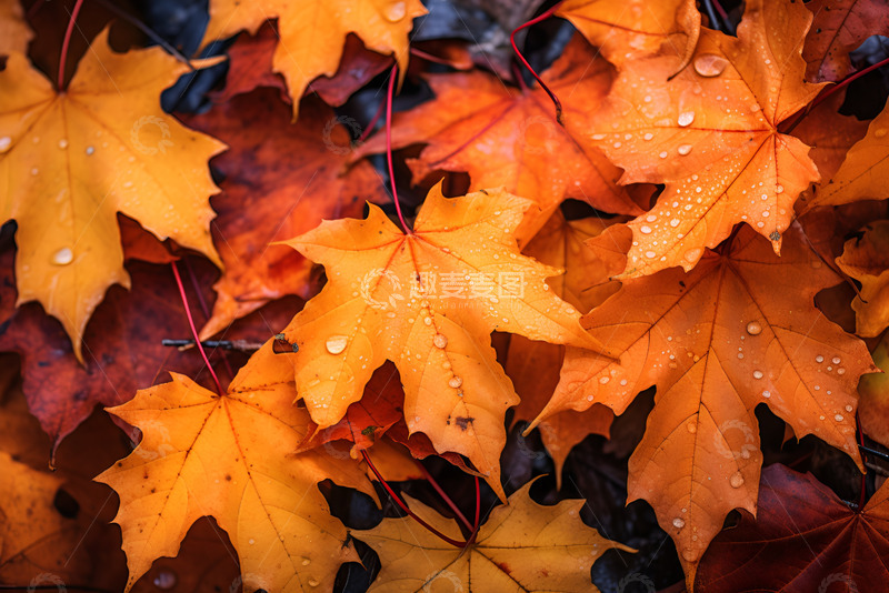 高清大图下载【趣麦麦图】秋季落叶特写镜头