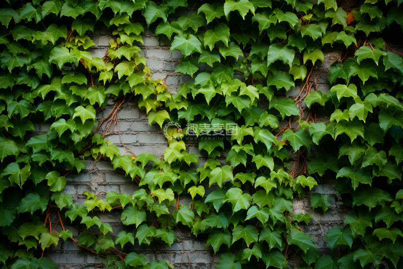 高清大图下载【趣麦麦图】布满爬山虎叶子的墙面