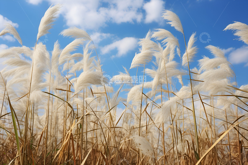 高清大图下载【趣麦麦图】湛蓝天空下的芦苇丛