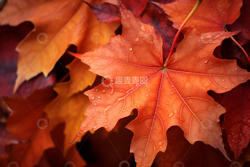 高清大图下载【趣麦麦图】红色的枫叶特写