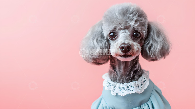 高清大图下载【趣麦麦图】贵宾犬在粉色背景下的时尚宠物摄影图