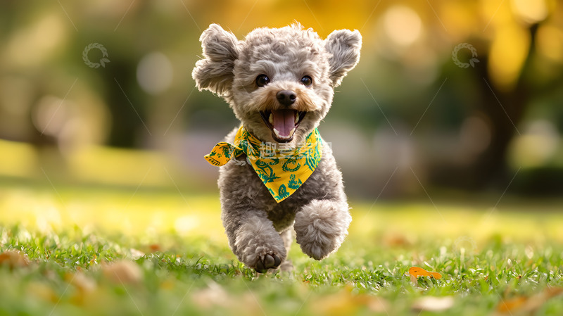 高清大图下载【趣麦麦图】戴着黄色围巾的灰色泰迪犬奔跑宠物摄影图