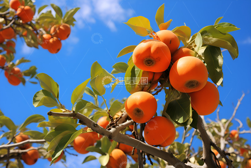 高清大图下载【趣麦麦图】蓝天下的柿子树枝
