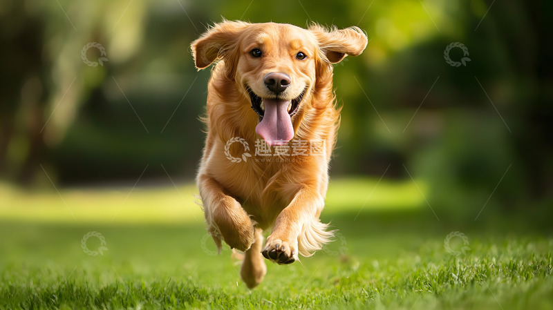 高清大图下载【趣麦麦图】金毛犬在户外草地上宠物摄影图