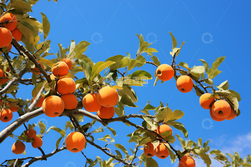 高清大图下载【趣麦麦图】湛蓝天空下的柿子树枝
