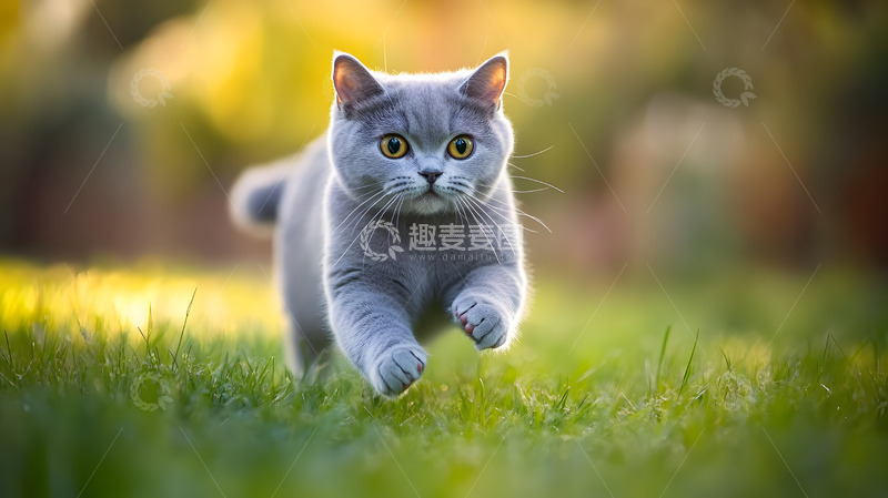 高清大图下载【趣麦麦图】猫咪在户外草地上奔跑的动感宠物摄影图