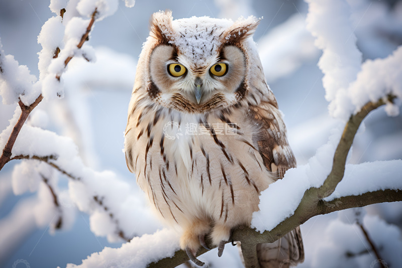 高清大图下载【趣麦麦图】猫头鹰站在落雪的树枝上