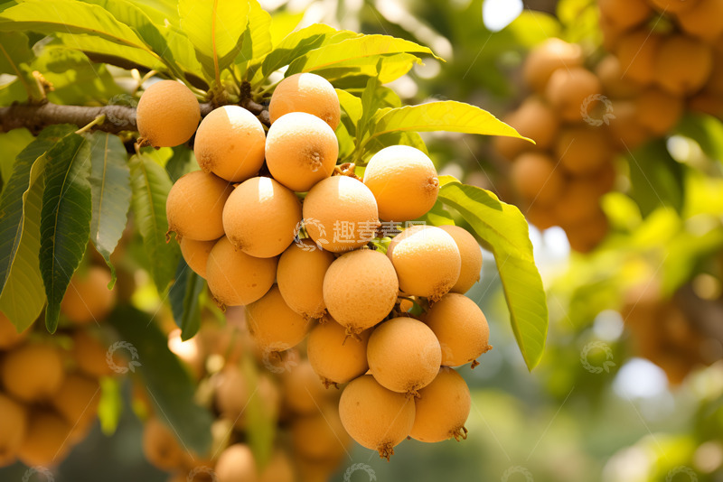 高清大图下载【趣麦麦图】一串枇杷特写