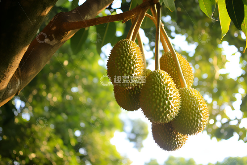 高清大图下载【趣麦麦图】长在树上的榴莲