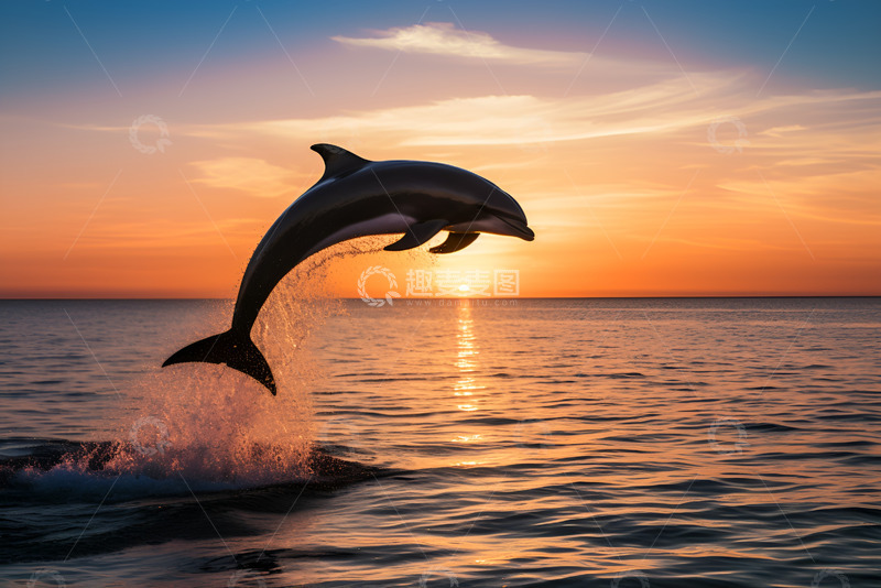 高清大图下载【趣麦麦图】夕阳下跃出海面的海豚