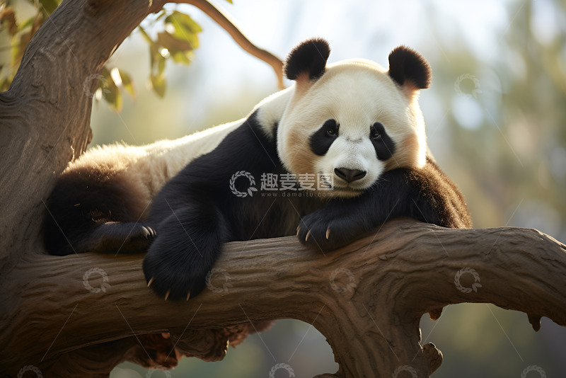 高清大图下载【趣麦麦图】趴在树枝上的大熊猫