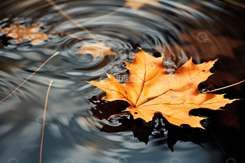 高清大图下载【趣麦麦图】落在水面的枫叶