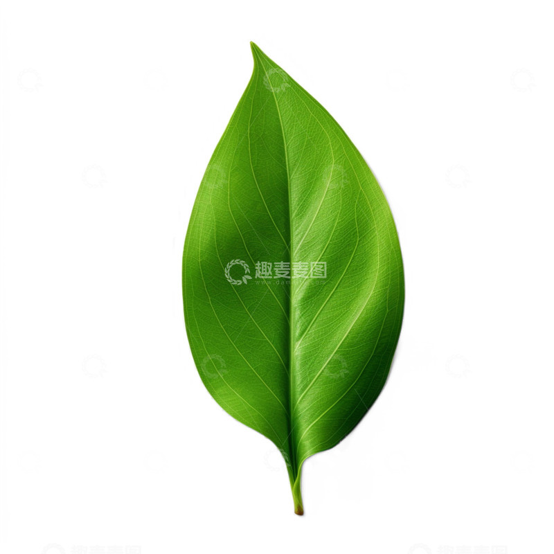 高清大图下载【趣麦麦图】单片绿色叶子
