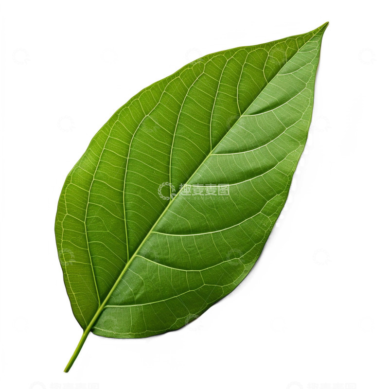 高清大图下载【趣麦麦图】绿色单片叶子
