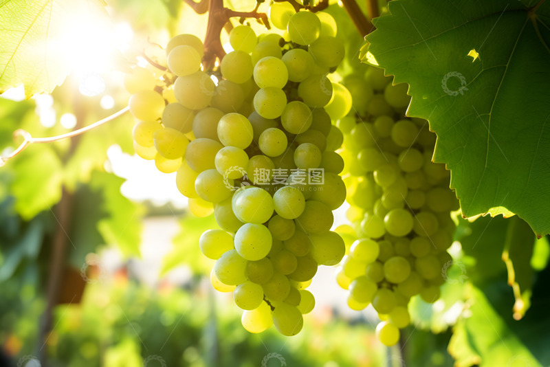 高清大图下载【趣麦麦图】一串绿色的葡萄