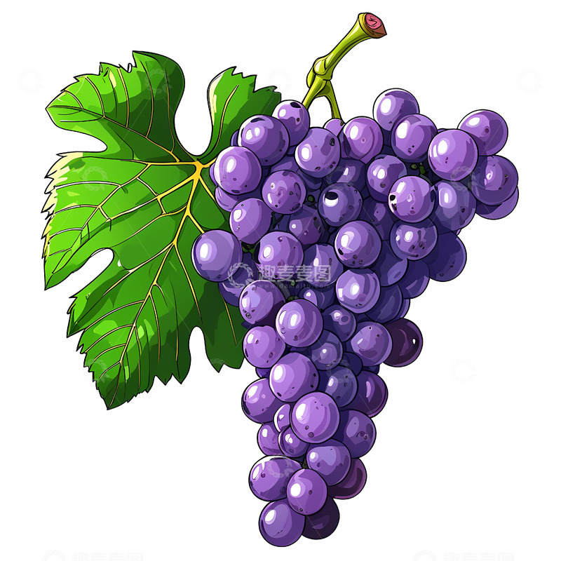 高清大图下载【趣麦麦图】手绘带叶子葡萄串
