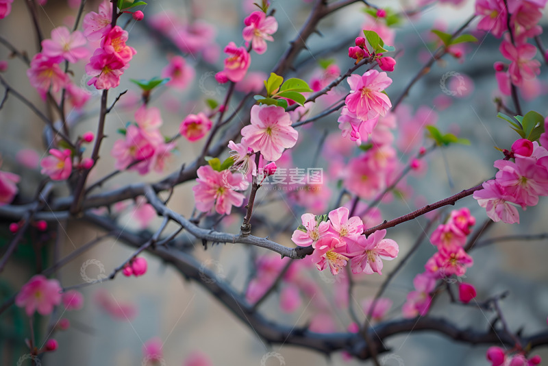 高清大图下载【趣麦麦图】盛开的桃花花朵1