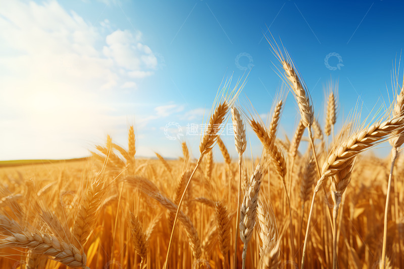 高清大图下载【趣麦麦图】一片金色的麦田