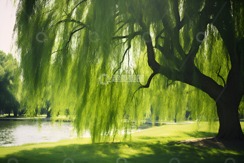 湖边的大柳树特写摄影