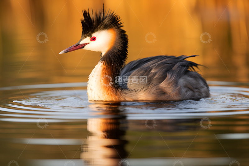 高清大图下载【趣麦麦图】一只在湖面上的野鸭子