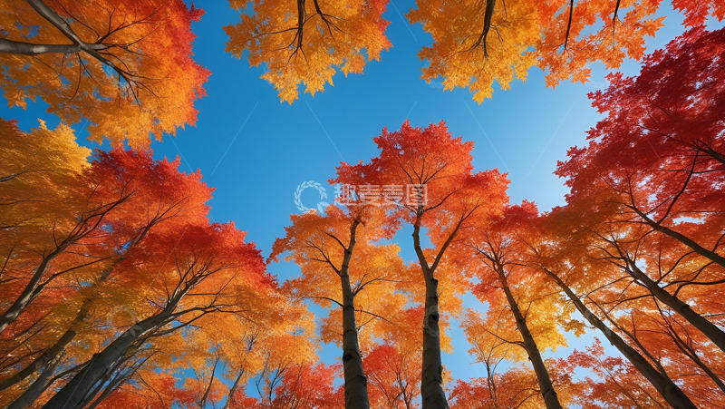 高清大图下载【趣麦麦图】参天蓝天红枫