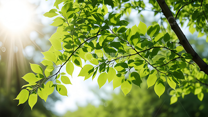 高清大图下载【趣麦麦图】清新绿野高清