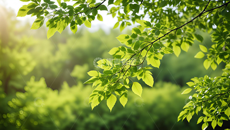 高清大图下载【趣麦麦图】清新绿野枝叶高清