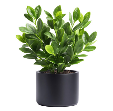 一盆写实的栀子花