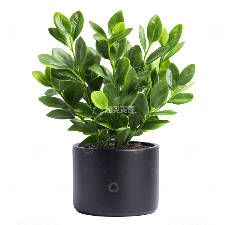 高清大图下载【趣麦麦图】一盆写实的栀子花