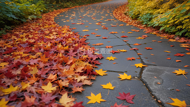 高清大图下载【趣麦麦图】落叶下的晚秋
