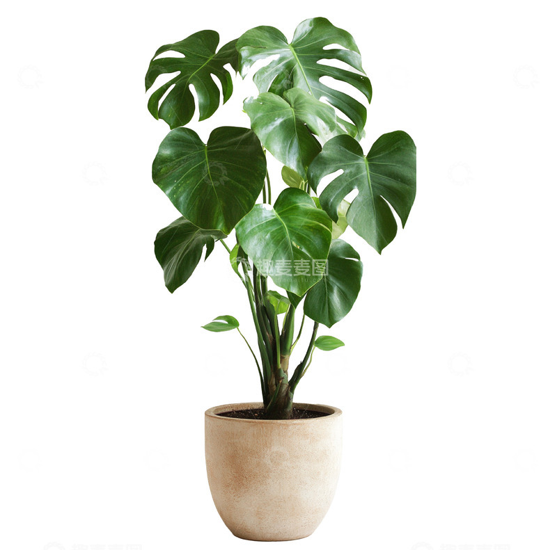 高清大图下载【趣麦麦图】写实盆栽马蹄莲