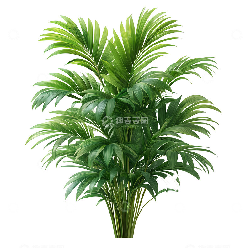 高清大图下载【趣麦麦图】一束绿色植被照片