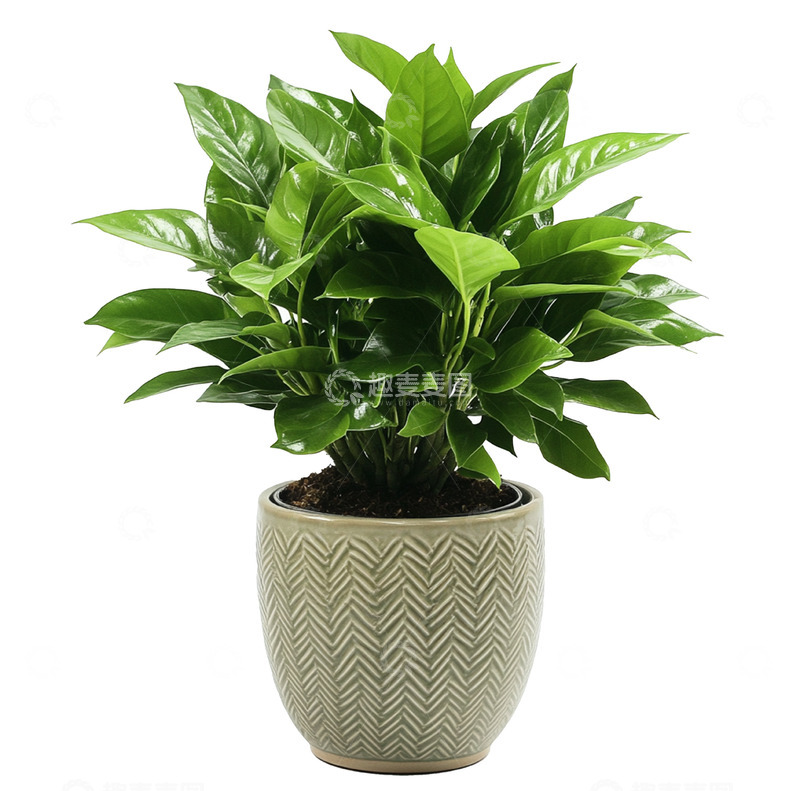 高清大图下载【趣麦麦图】一片温暖的绿植