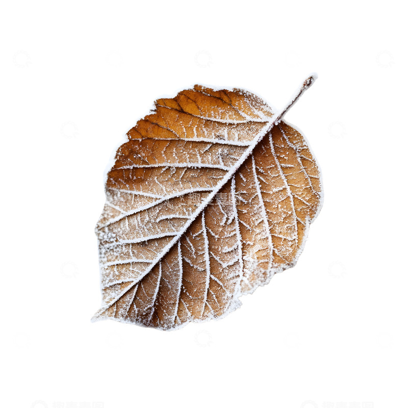 高清大图下载【趣麦麦图】霜叶植物叶子